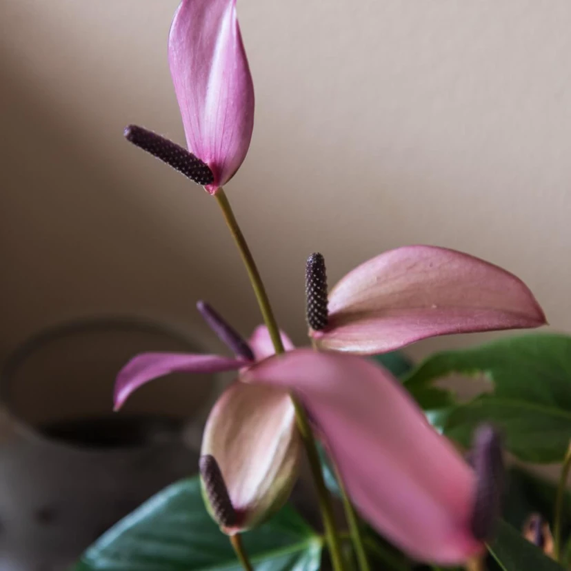 Sentimo Hoofddorp Cleo 52 (Groot)